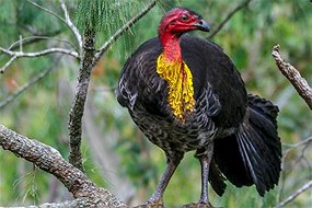 brush turkey