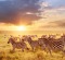 Zebras at Maasai Mara parkland located on the border of Kenya, Uganda and Tanzania.