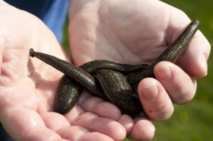 Evans used the leeches internally, during labour and while breastfeeding. 