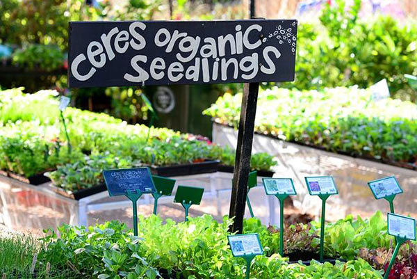 nursery-organic-seedlings