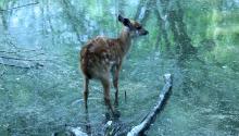 File:Sitatunga juvenile.ogv