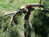 Lone pine tree vandalised