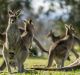 Volvo is struggling to predict the movement of kangaroos as it develops animal detection safety software