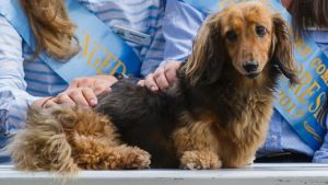 Bungendore's Ashley Meyer-Dilley, Steph Davies, Hanna Darmody, Laura Worden and Georgia Kinnane-Fort with dachshunds ...