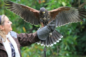 'Hawk walks' are possible in the castle's woodlands.