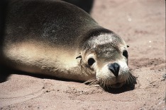 Eyre Peninsula