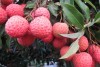 Queensland lychees