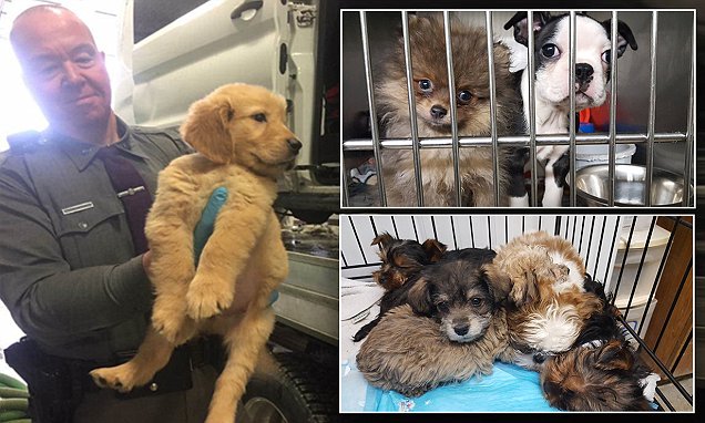 103 dogs are rescued when a truck overturns in New York 