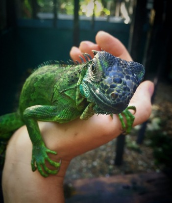 A very inquisitive baby Green Iguana in San Ignacio, Belieze. The Green Iguanas are a threatened species as the females ...
