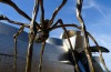 I have always had a fear of spiders so getting up close and personal to this one took some effort. It is, in fact, the ...