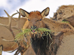 **MOVING OVERNIGHT THURSDAY, JAN 26**In this Jan. 18, 2017, photo provided by the Oregon Department of Fish and Wildlife, elk feed at the Wenaha Wildlife Area near Troy, Ore. A heavy snowfall this winter in the Pacific Northwest and other parts of the West has caused travel delays and other problems for people, but wildlife are also suffering, from deer and elk whose food sources are buried under snow and ice to cougars that had to forage in an Oregon town. (Keith Kohl/ Oregon Department of Fish and Wildlife via AP)