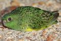 The night parrot is under threat from rising temperatures due to climate change.