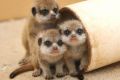 Taronga Zoo has welcomed its largest litter of meerkats ever, with keepers monitoring the progress of six playful pups.