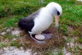 Wisdom the albatross, the world's oldest known seabird, tending to her latest egg at Midway Atoll, a wildlife refuge ...
