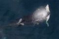 Drone footage of a killer whale eating a shark