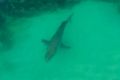 A trial of aerial drones, such as the one that spotted this shark at Port Stephens in August, will run until January 29.  