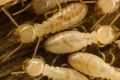 The wet spring has created ideal conditions for termites to spread.