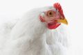 Some chickens were even observed to display Machiavellian tendencies.