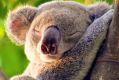 Koalas may be threatened by proposed changes to land clearing.