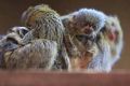 Two of the three missing pygmy marmosets have been found.