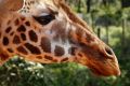 Over three decades, the world's giraffe population dropped between 36 and 40 per cent.