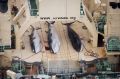 Minke whales on the deck of the Japanese factory ship Nisshin Maru.