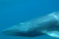 The "beautiful" Omura's whale has light and dark patches and stripes along its body.