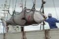 A minke whale is unloaded in Kushiro, a port on Japan's northern island of Hokkaido, in 2013.