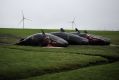 Three of the eight sperm whales to have washed up on the mud flats near Dithmarschen, Germany. 