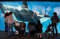 People watch through glass as a killer whale swims by in a display tank at SeaWorld in San Diego.