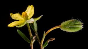 Thought to be extinct for almost 200 years, the newly-named Hibbertia Fumana makes a comeback.