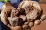 A worker displays cleaned bauxite stones for a photograph at the Paragominas bauxite mine, co-owned by Norsk Hydro and ...