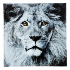 KARE Design - Bild Glas Face Lion 80x80cm - Fotokunst