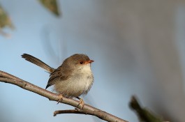 Female superb fairy wren, fledgling journalist, or frightened onlooker at Trump rally? / Patrick_K59