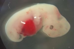 A four-week-old human-pig embryo.