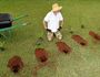 Michael Lukich, of Alstonville, pauses while replanting the hedge which thieves plundered, stealing about 60 plants overnight on Saturday.