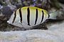 Convict Surgeonfish, Acanthurus triostegus.jpg