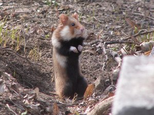 File - A European hamster seen in the Vienna Central Cemetery. The European or common hamster is native to a large range in Eurasia, extending from Belgium to Russia.