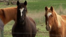 Brumbies rescued by Colleen O'Brien