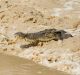 Floodwaters in parts of the Top End have made it easier for saltwater crocodiles to move outside their normal ranges.