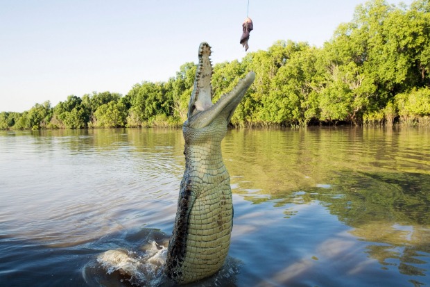 Jumping crocodile cruise on the Adelaide River, Darwin, NT.