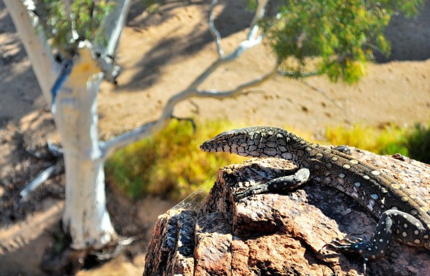 Goana basking in the outback sun.
