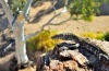 Goana basking in the outback sun.