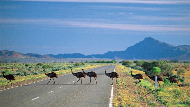 Emus crossing the road in the Flinders Ranges, south of Parachilna.