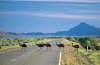 Emus crossing the road in the Flinders Ranges, south of Parachilna.