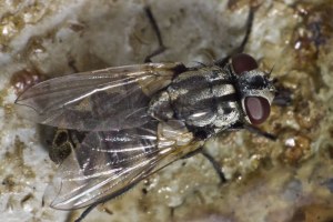 A bush fly (Supplied: Atlas of Living Australia,Tony D (CC-BY-NC-SA))