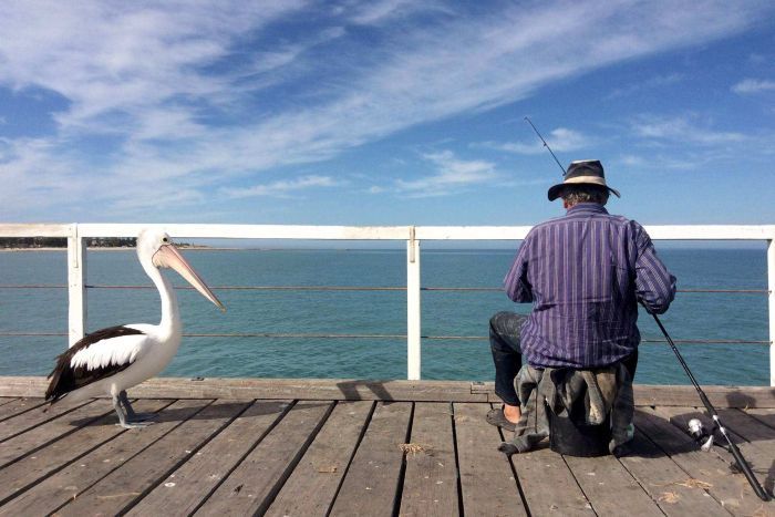 Pelican and fisherman