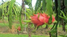 Dragon fruit yet to be picked