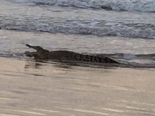 My husband and I were enjoying a stroll along Casuarina Beach on Australia Day and we saw a crocodile in the shallow waters right before our eyes. Picture: May Patterson