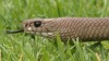 The common brown snake is responsible for about 95 per cent of animal bites